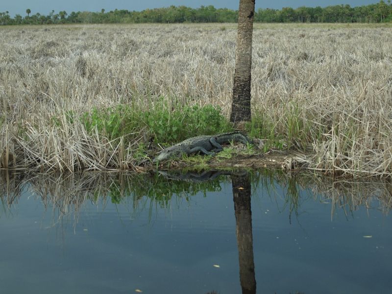 Crocodilos nos Everglades em Orlando