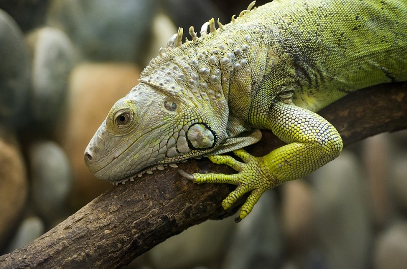 Temperaturas cairão na Flórida e podem congelar Iguanas