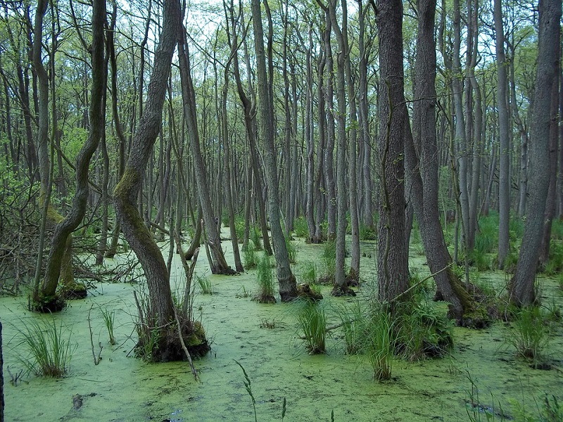 Foto dos Everglades na Flórida. Boa parte da região central da Flórida é recheada de pântanos